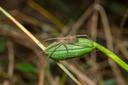 Una hermosa araña de tela de vivero coronada (Rothus sp.) en la naturaleza