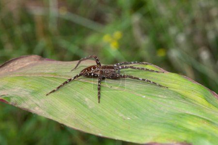 A beautiful fishing spider (Nilus sp)on a large green leaf near a pond