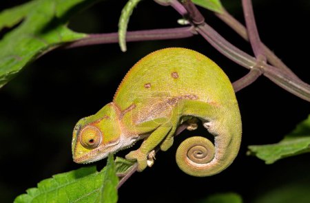 A beautiful flap-necked chameleon (Chamaeleo dilepis) in the wild
