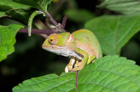 A beautiful flap-necked chameleon (Chamaeleo dilepis) in the wild