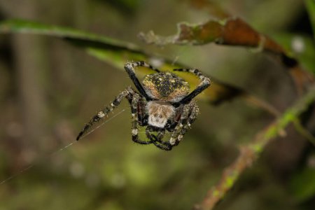 A beautiful hairy field spider (Neoscona sp)