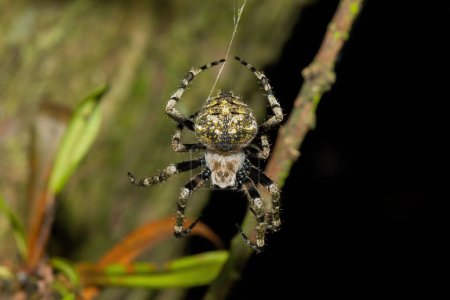 Una hermosa araña de campo peludo (Neoscona sp.)