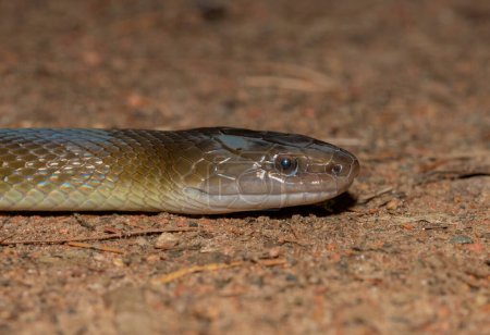Close-up of a beautiful Olive Snake (Lycodonomorphus inornatus) in the wild