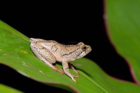 A beautiful painted reed frog, or marbled reed frog (Hyperolius marmoratus) on a leaf on a cold winter's evening