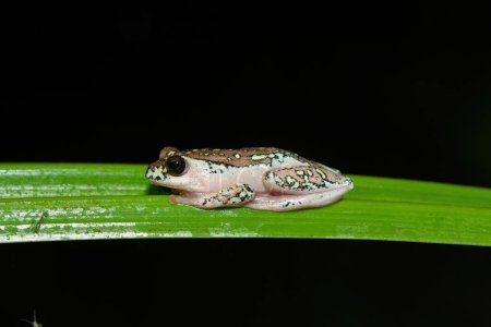 Beautiful painted reed frog, also known as a marbled reed frog (Hyperolius marmoratus)