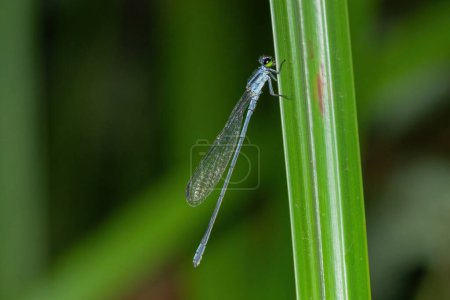 Photo for Beautiful Pond Damsels (Family Coenagrionidae) near water - Royalty Free Image