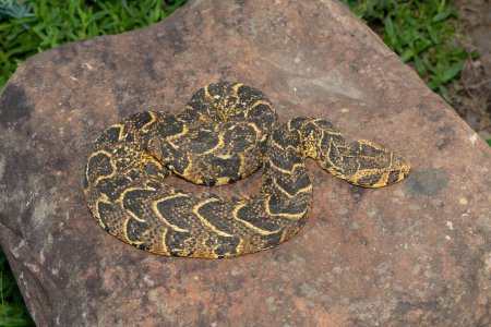 A highly venomous Puff Adder (Bitis arietans) on a rock