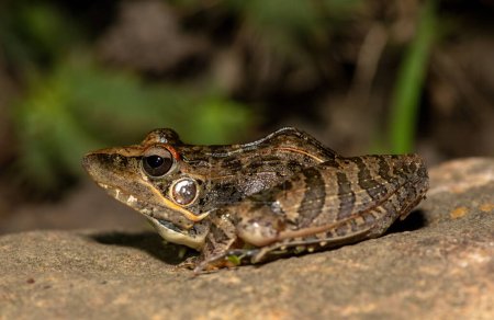 Sharp-nosed Grass Frog (Ptychadena oxyrhynchus) near a pond