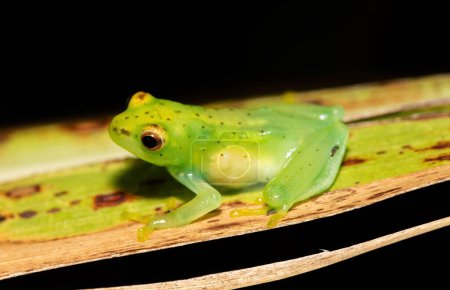 A cute Water Lily Reed Frog (Hyperolius pusillus)