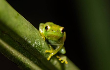 A cute Water Lily Reed Frog (Hyperolius pusillus)