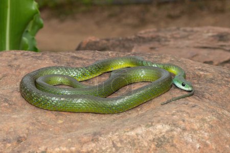 A beautiful Western Natal Green Snake (Philothamnus occidentalis) basking in the wild