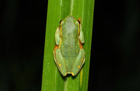 A cute Yellow-striped Reed Frog (Hyperolius semidiscus) on reeds near a pond
