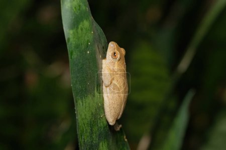 Gelbstreifen-Rohrfrosch (Hyperolius semidiscus) im Winter