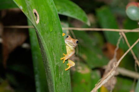 Gelbstreifen-Rohrfrosch (Hyperolius semidiscus) im Winter