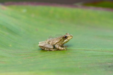 A beautiful painted reed frog, or marbled reed frog (Hyperolius marmoratus) on a leaf on a cold winter's evening