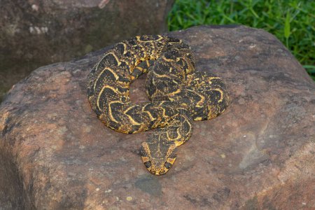 A highly venomous Puff Adder (Bitis arietans) on a rock