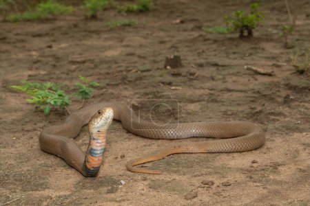 Un cobra crachant du Mozambique mortel (Naja mossambica) prêt à cracher son venin