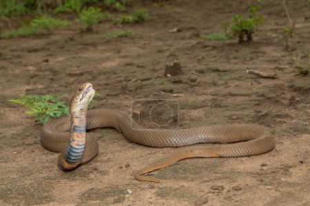 Un cobra crachant du Mozambique mortel (Naja mossambica) prêt à cracher son venin