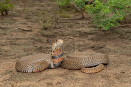 Un mortal Mozambique escupiendo Cobra (Naja mossambica) listo para escupir su veneno