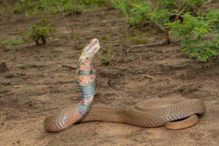 Un Mozambique altamente venenoso escupiendo Cobra (Naja mossambica) escupiendo su veneno