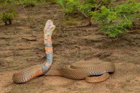 A highly venomous Mozambique Spitting Cobra (Naja mossambica) spitting its venom