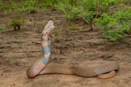 Un Mozambique altamente venenoso escupiendo Cobra (Naja mossambica) escupiendo su veneno
