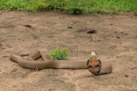 A deadly Mozambique Spitting Cobra (Naja mossambica) ready to spit its venom