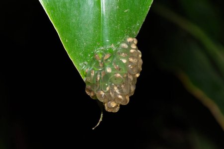 Egg clump of the rare and endangered Kloof frog, also known as the Natal diving frog, or Boneberg's frog (Natalobatrachus bonebergi) hanging on vegetation above a slow moving stream in a forest