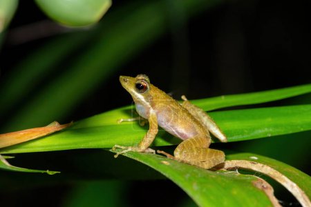 The rare and endangered Kloof frog, also known as the Natal diving frog, or Boneberg's frog (Natalobatrachus bonebergi) near a slow moving stream in a forest