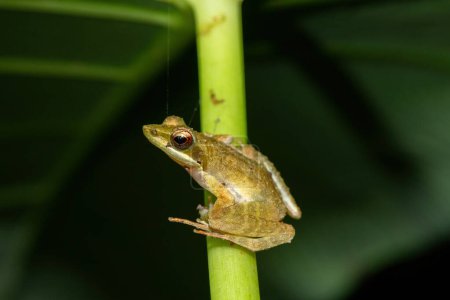The rare and endangered Kloof frog, also known as the Natal diving frog, or Boneberg's frog (Natalobatrachus bonebergi) near a slow moving stream in a forest