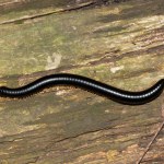 An endangered Rubi-legged Black Millipede (Doratogonus rubipodus) found in a conservancy in Kloof, on the forest floor