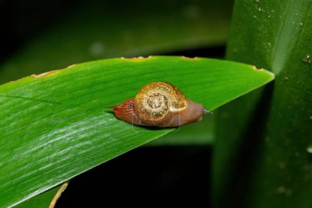 A beautiful Tailwagger Snail (Subfamily Sheldoniinae) in a forest on a warm summers evening