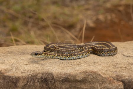 A mildly venomous spotted skaapsteker, also known as a spotted grass snake (Psammophylax rhombeatus) found in a grassland in the Drakensberg Mountain Range, South Africa