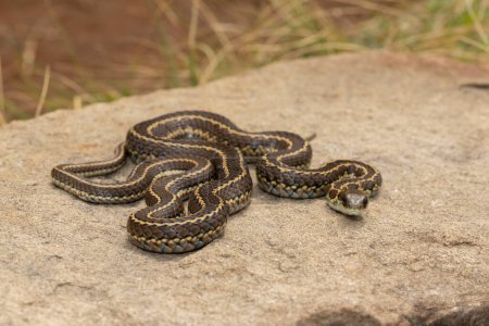 A mildly venomous spotted skaapsteker, also known as a spotted grass snake (Psammophylax rhombeatus) found in a grassland in the Drakensberg Mountain Range, South Africa