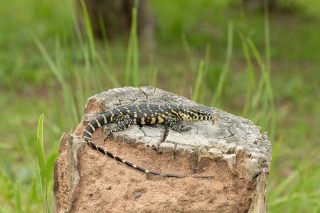 A cute Nile monitor hatchling, also known as a water monitor (Varanus niloticus), basking in the sun near water