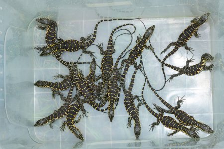 Nile monitor hatchlings, also known as water monitors (Varanus niloticus), getting ready for release in a protected area