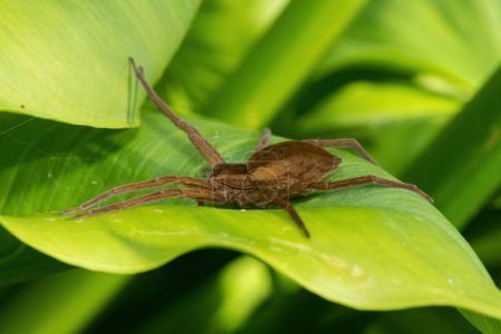 Araña Comedora de Peces Nilus manchada, también conocida como la araña comedora de peces de Curtus (Nilus curtus), en la vegetación verde en el borde de un estanque