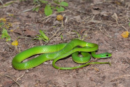 Primer plano de una hermosa serpiente de agua verde (Philothamnus hoplogaster) cerca de un estanque
