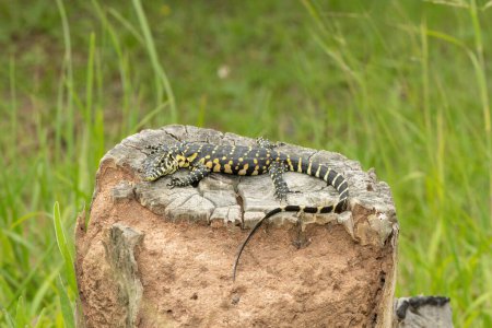 A cute Nile monitor hatchling, also known as a water monitor (Varanus niloticus), basking in the sun near water