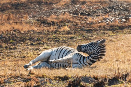Téléchargez les photos : Un mignon zèbre de Burchell (Equus quagga burchellii) relaxant en fin d'après-midi par une froide journée d'hiver à la réserve naturelle du Mont Currie, en Afrique du Sud - en image libre de droit