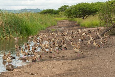 Ägyptische Gänse (alopochen aegyptiaca) sammeln sich am Ufer eines großen Staudamms in einem Wildreservat in KwaZulu-Natal, Südafrika