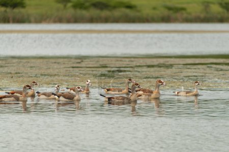 Gansos egipcios (alopochen aegyptiaca) se reunieron en la costa de una gran presa en una reserva de caza en KwaZulu-Natal, Sudáfrica