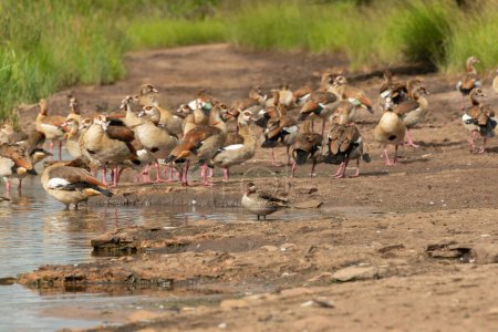 A cute Red-billed teal (Anas erythrorhyncha) swimming amongst Egyptian Geese (Alopochen aegyptiaca)