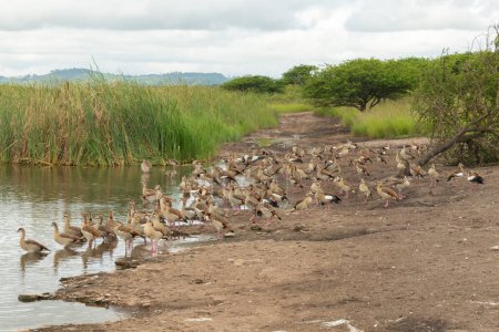 Oies égyptiennes (alopochen aegyptiaca) rassemblées sur le rivage d'un grand barrage dans une réserve de chasse au KwaZulu-Natal, Afrique du Sud