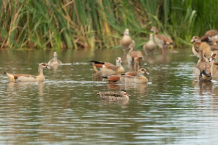 A cute Red-billed teal (Anas erythrorhyncha) swimming amongst Egyptian Geese (Alopochen aegyptiaca)
