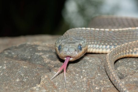 Una serpiente silvestre del Cabo (Limaformosa capensis), también conocida como la serpiente común, acurrucada en una roca durante una tarde de verano