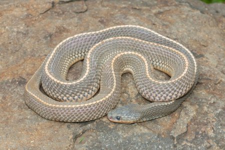 Un serpent sauvage du Cap (Limaformosa capensis), aussi connu sous le nom de serpent commun, s'est enroulé sur un rocher à la fin de l'après-midi d'été.