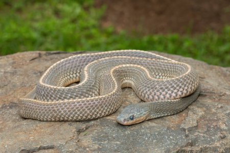 Una serpiente silvestre del Cabo (Limaformosa capensis), también conocida como la serpiente común, acurrucada en una roca durante una tarde de verano