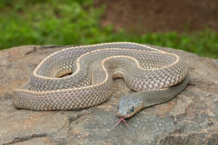 Un serpent sauvage du Cap (Limaformosa capensis), aussi connu sous le nom de serpent commun, s'est enroulé sur un rocher à la fin de l'après-midi d'été.