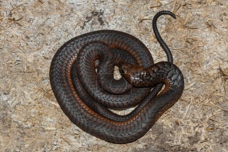 Una Anchietas Cobra altamente venenosa (Naja anchietae) activa en la naturaleza durante el atardecer
